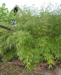 Bambus-Bonn Liefergre: 125 bis 150 cm - 15 Liter Topf