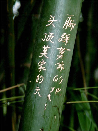 Bambus-Bonn Phyllostachys pubescens Moso - Hhe in Deutschland bis 7 Meter