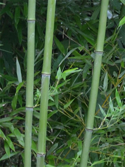 Bambus-Bonn Halmansicht von Phyllostachys bissetii