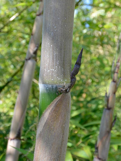 Bambus-Bonn Halmaustrieb von Phyllostachys Nigra Henonis