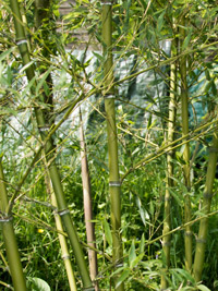 Bambus-Bonn Halmdetailansicht von Phyllostachys parvifolia mit dem charakteristische Halmreif unterhalb der Nodie