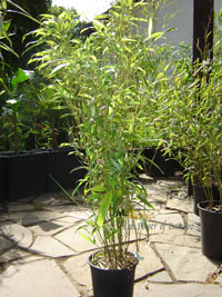 Bambus-Bonn Phyllostachys Mannii Höhe ca. 80 cm