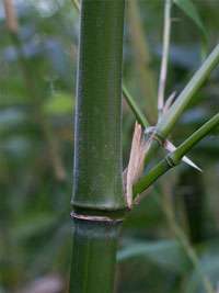 Bambus-Bonn Halmdetail von Phyllostachys viridiglaucescens mit der typischen Bemehlung