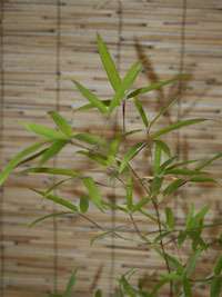 Bambus-Bonn Phyllostachys decora