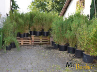 Bambus-Bonn Fargesia murielae Jumbo - Pflanzenhöhe 140 cm