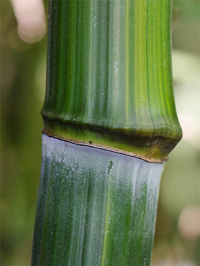 Bambus-Bonn Detailansicht vom Bambushalm Phyllostachys aureosulcata harbin