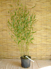 Bambus-Bonn Phyllostachys heteroclada - Wasserbambus
