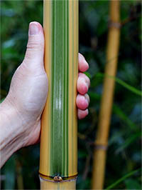 Bambus-Bonn Halmdetail von Phyllostachys vivax Huangwenzhu Inversa