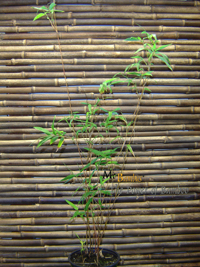 Bambus-Bonn Bambusa multiplex 'Alfons Karr' Höhe ca. 80 cm - Tropischer Bambus