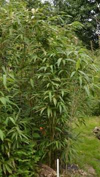 Bambus-Bonn Bambushain Pseudosasa Japonica
