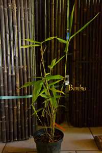 Bambus-Bonn Riesenbambus: Hhe ca.  45 cm