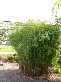 Bambus-Bonn Fargesia jiuzhaigou Hain - Jade Bambus