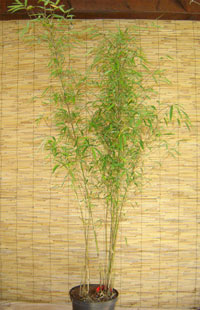 Bambus-Bonn Bonn Borinda angustissima mit einer Pflanzenhöhe 120 cm