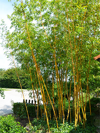 Bambus-Bonn Aufnahme von Phyllostachys vivax aureocaulis