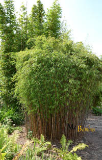 Bambus-Bonn Fargesia jiuzhaigou Hain - Jade Bambus