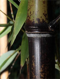 Bambus-Bonn Detail Halmansicht bei der Umfaerbung.