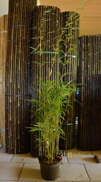 Bambus-Bonn Bonn Fargesia robusta campbell - Höhe 140 cm