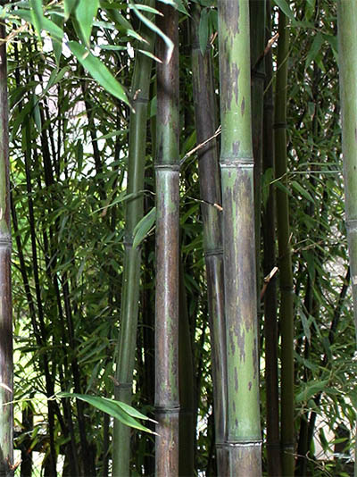 Bambus-Bonn Bonn Bambushain mit Phyllostachys nigra Boryana