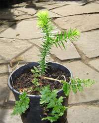Bambus-Bonn Araucaria araucana, Lieferhhe ca. 25 cm