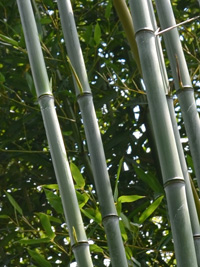 Bambus-Bonn Phyllostachys aureosulcata alata - typische olivfärbung der Halme