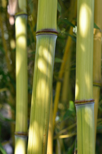 Bambus-Bonn Detailansicht vom Bambushalm Phyllostachys aureosulcata harbin inversa