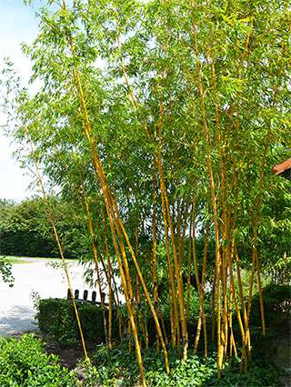 Bambus-Bonn Aufnahme von Phyllostachys vivax aureocaulis