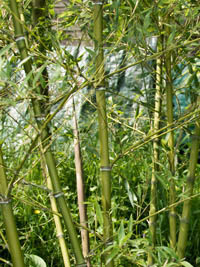 Bambus-Bonn Halmdetailansicht von Phyllostachys parvifolia mit dem charakteristische Halmreif unterhalb der Nodie