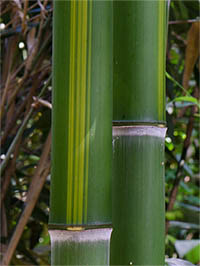 Bambus-Bonn Halmzeichnung von der Bambussorte Phyllostachys vivax huangwenzhu