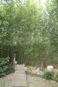 Bambus-Bonn: Phyllostachys bissetii - Ort: Bonn