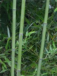 Produkt: Bambus-Bonn Phyllostachys bissetii