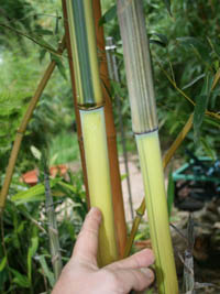 Bambus-Bonn: Detailansicht vom Halm und grünem Sulcus von Phyllostachys aureosulcata Spectabilis - Ort: Bonn