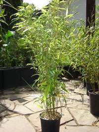 Bambus-Bonn: Phyllostachys Mannii H�he ca. 80 cm - Ort: Bonn