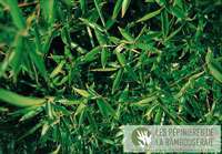 Bambus-Bonn: Ansicht der sattgr�nen Bl�tter von Phyllostachys Mannii - Ort: Bonn