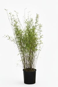 Produkt: Bambus-Bonn Bambus Fargesia Nitida - Black Pearl