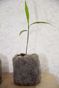 Produkt: Bambus-Bonn Phyllostachys pubescens edulis - Moso - Riesenbambus