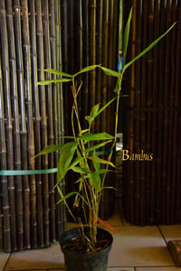 Bambus-Bonn: Phyllostachys pubescens edulis - Moso - Riesenbambus - Ort: Bonn