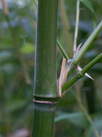 Bambus-Bonn: Halmdetail von Phyllostachys viridiglaucescens mit der typischen Bemehlung - Ort: Bonn