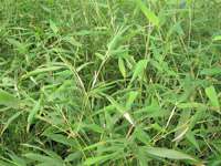 Bambus-Bonn: Phyllostachys bissetii - Ort: Bonn