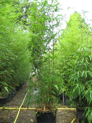 Bambus-Bonn: Semiarundinaria fastuosa  - 20 Liter Topf - Ort: Bonn