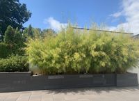 Bambus-Bonn: Fargesia robusta campbell - Hecke - Ort: Bonn