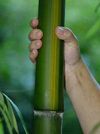 Bambus-Bonn: Aufnahme von Phyllostachys vivax huangwenzhu - Ort: Bonn