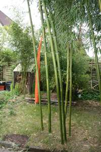 Bambus-Bonn: Halmaustrieb von Phyllostachys vivax  - Ort: Bonn