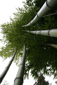 Bambus-Bonn: Detailansicht vom Phyllostachys vivax huangwenzhu - Ort: Bonn