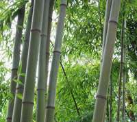 Bambus-Bonn: Bambushain von Phyllostachys Nigra Henonis - Ort: Bonn
