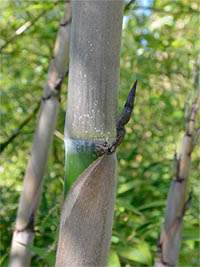 Produkt: Bambus-Bonn Phyllostachys Nigra Henonis