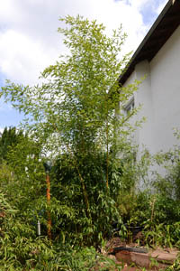Bambus-Bonn: Phyllostachys aureosulcata Spectabilis - Ort: Bonn