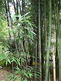 Bambus-Bonn: Bambushain mit Phyllostachys nigra Boryana - Ort: Bonn