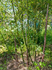 Bambus-Bonn: Phyllostachys parvifolia - Ort: Bonn