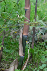 Bambus-Bonn: Der Halmaustrieb von Phyllostachys parvifolia beginnt von Mitte Mai bis Ende Juni - Ort: Bonn