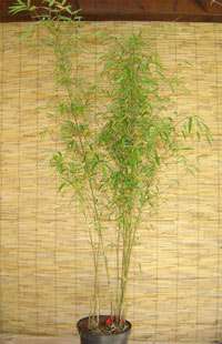 Produkt: Bambus-Bonn Fargesia (Borinda) angustissima